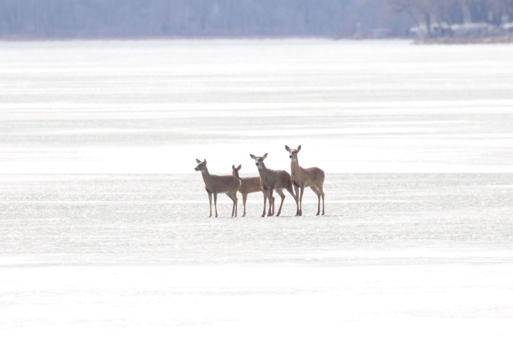 Deer rescue